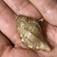 Monoplex pilearis