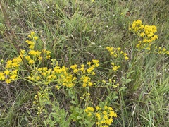 Solidago rigida glabrata