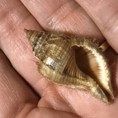 Monoplex pilearis