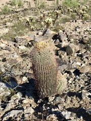 Ferocactus wislizeni