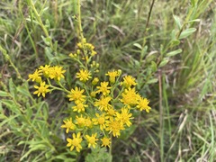 Solidago rigida glabrata