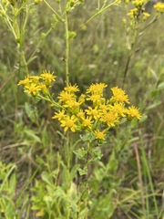 Solidago rigida glabrata