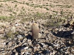 Ferocactus wislizeni