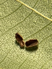Contarinia cucumata