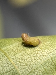 Contarinia cucumata