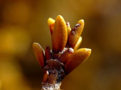 Coprosma fowerakeri