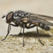 Lesser House Fly - Photo (c) tony_d, some rights reserved (CC BY-NC), uploaded by tony_d