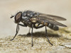 Lesser House Flies and Allies - Photo (c) tony_d, some rights reserved (CC BY-NC), uploaded by tony_d