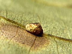 Caryomyia glebosa