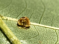 Caryomyia glebosa