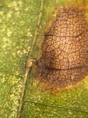 Caryomyia glebosa