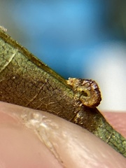 Caryomyia glebosa