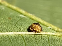 Caryomyia glebosa