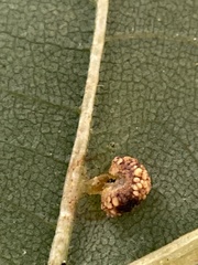 Caryomyia glebosa