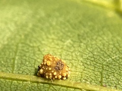 Caryomyia glebosa