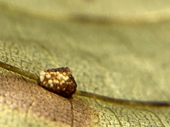 Caryomyia glebosa