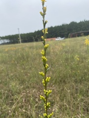 Solidago austrina