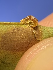 Caryomyia glebosa