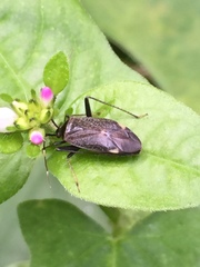 Adelphocoris triannulatus