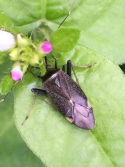 Adelphocoris triannulatus