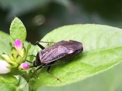Adelphocoris triannulatus