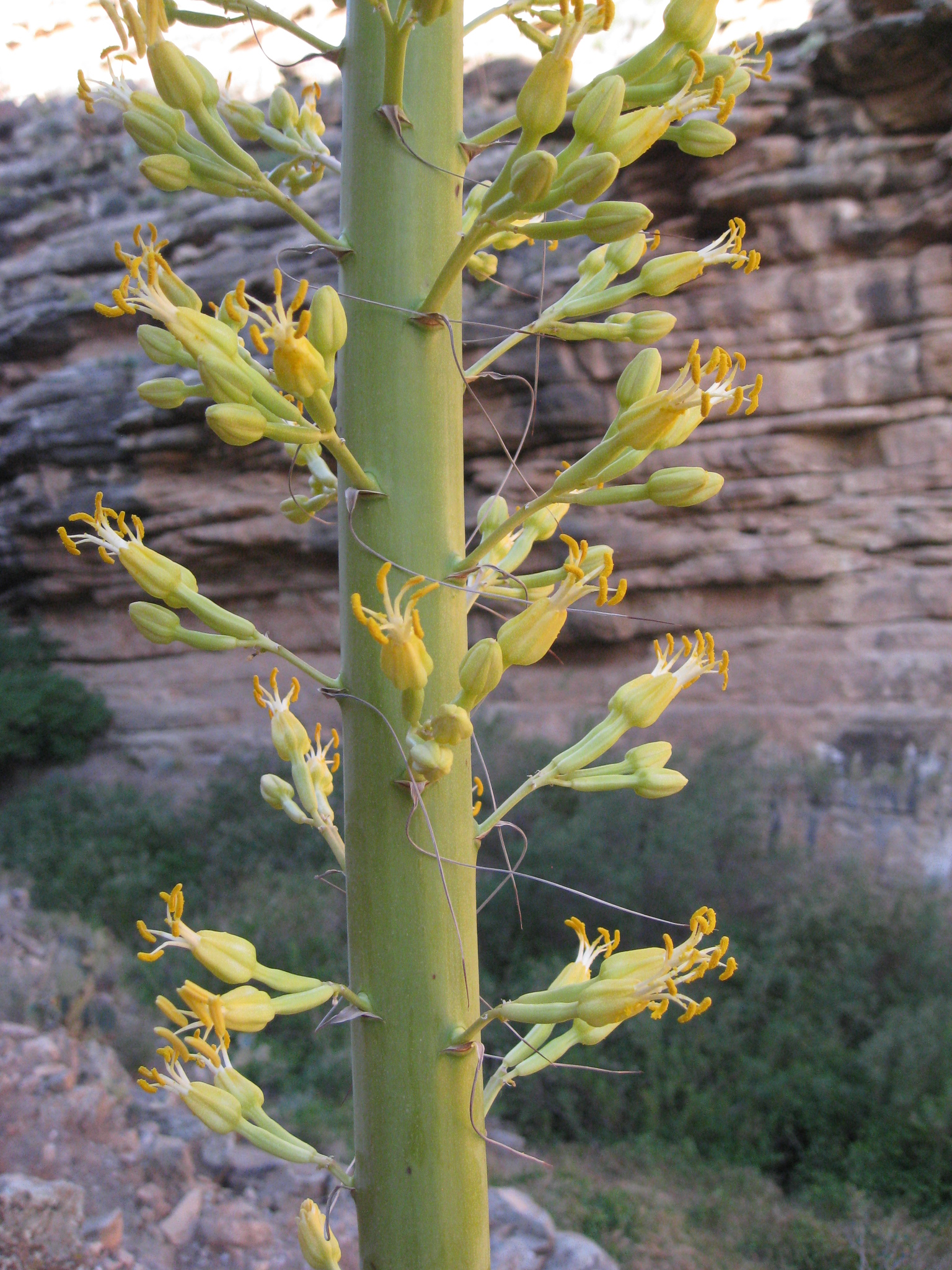 Kaibab agave (Subspecies Agave utahensis kaibabensis)  iNaturalist