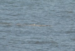 Eschrichtius robustus