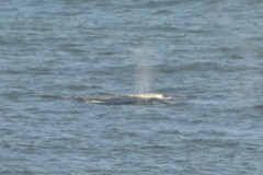 Eschrichtius robustus