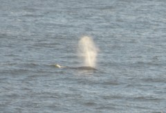 Eschrichtius robustus