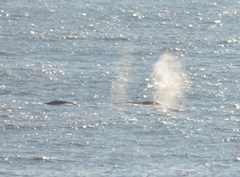 Eschrichtius robustus