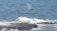 Eschrichtius robustus