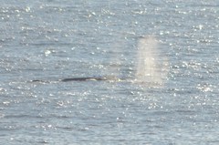 Eschrichtius robustus