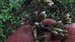Chromolaena bullata