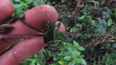 Chromolaena bullata