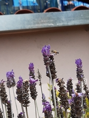 Apis mellifera