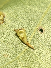 Caryomyia stellata