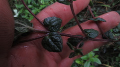 Chromolaena bullata