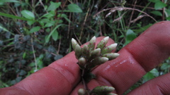 Chromolaena bullata