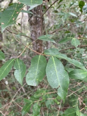 Tricalysia capensis capensis