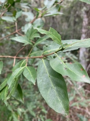 Tricalysia capensis capensis