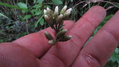 Chromolaena bullata
