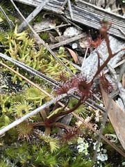 Drosera peltata