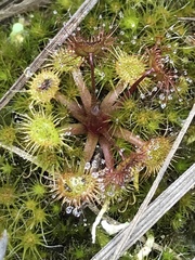 Drosera peltata