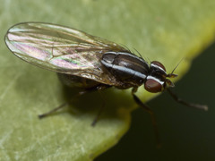 Poecilohetaerus aquilus