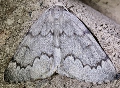 Nepytia pellucidaria