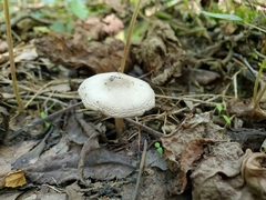 Melanoleuca cinereifolia