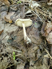 Melanoleuca cinereifolia