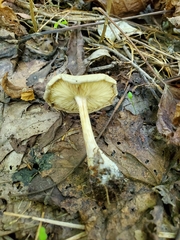 Melanoleuca cinereifolia