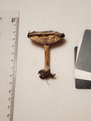 Melanoleuca cinereifolia