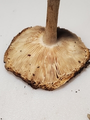 Melanoleuca cinereifolia